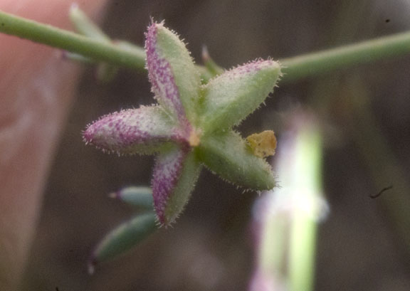  Fagonia longipes Standley 